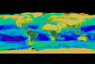 Composite of SeaWiFS satellite images depicting global surface measurement of chlorophyll concentration