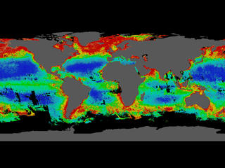 summer concentrations of phytoplankton
