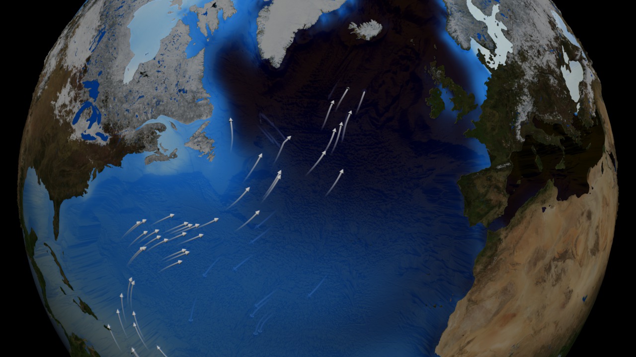 This animation first depicts thermohaline surface flows over surface density, and illustrates the sinking of water in the dense ocean near Iceland and Greenland. The surface of the ocean then fades away and the animation pulls back to show the global thermohaline circulation.