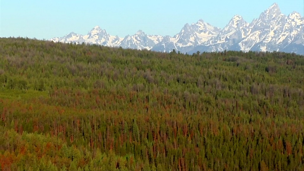 In this short video, Townsend and his team hit the ground to study the issue in the forest near Yellowstone National Park. While pine beetles may not significantly impact fire risk, Townsend believes that climate change may be leading to an increase in both pine beetle numbers and the risk of fire. For complete transcript, click here.