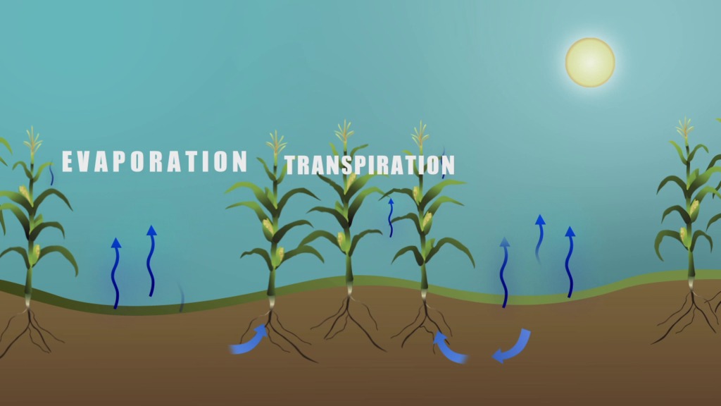 This animation illustrates the process of evapotranspiration.  As water soaks into the ground, some is taken up by plants and some evaporates out of the soil.  The plant leaves transpire some of the water they picked up.  Both processes, together known as evapotranspiration, end up cooling the surface the water excapes from as it returns to the atmosphere.