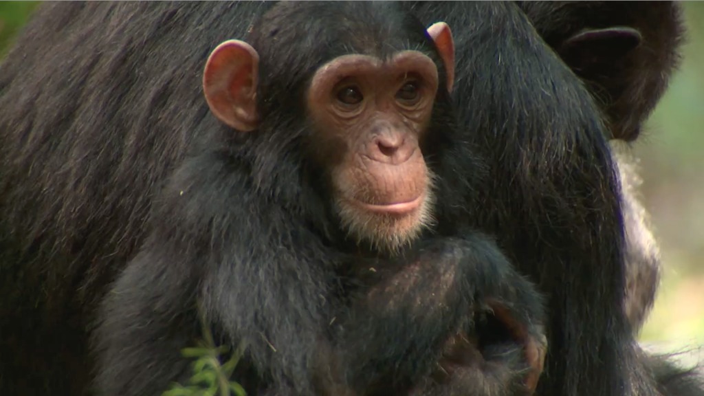 Landsat data helps answer questions about threatened chimpanzee habitat.