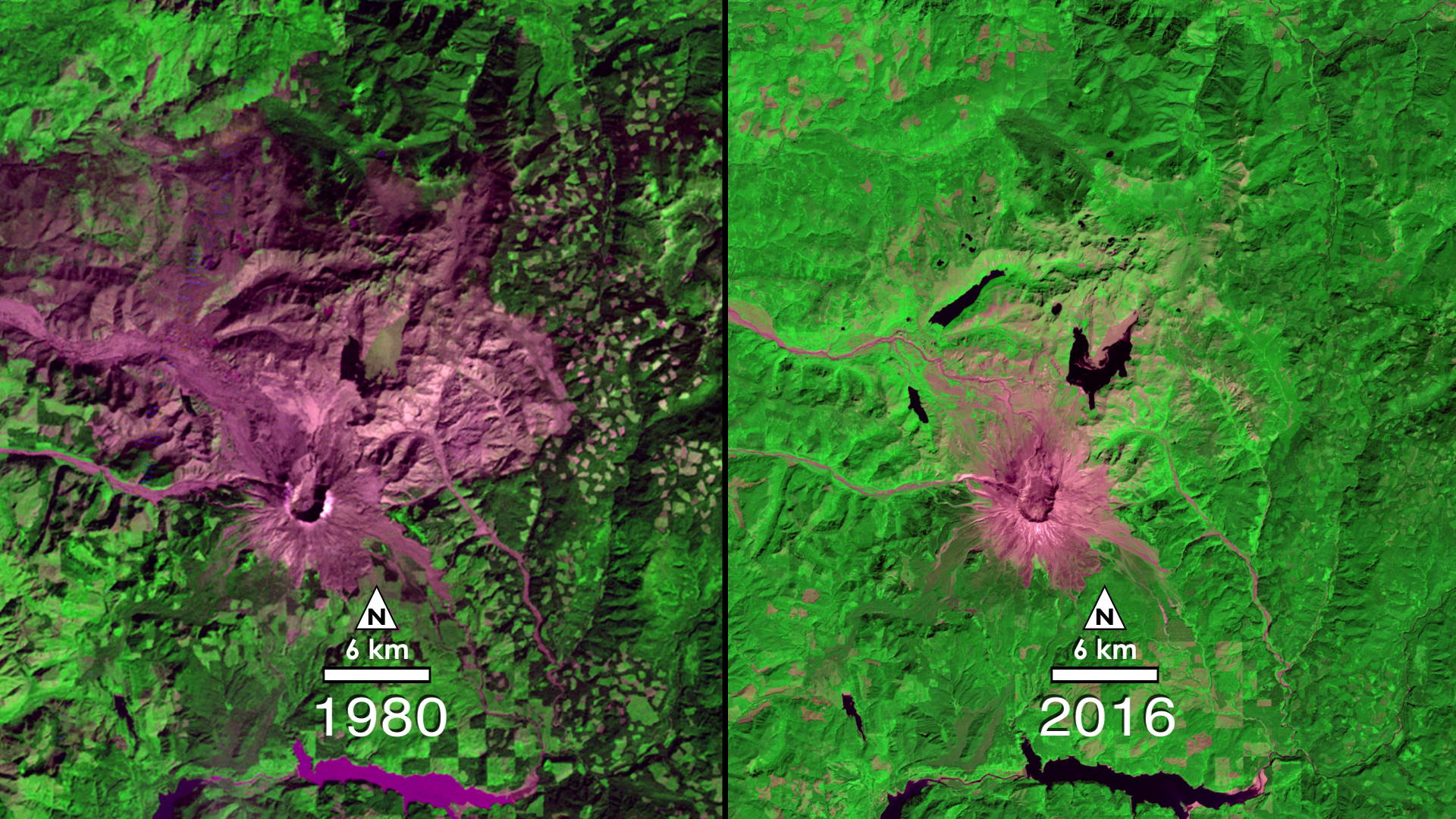 In 1980, Mount St. Helens roared back into major activity with a massive eruption that leveled surrounding forest, blasted away over a thousand feet of the mountain's summit, and claimed 57 human lives.This short video shows the catastrophic eruption - and the amazing recovery of the surrounding ecosystem - through the eyes of the Landsat satellites, which have been imaging our planet for almost forty years. By observing red, near-infrared, and green wavelengths of light reflected off the surface, it is possible to distinguish healthy vegetation (in green) from bare ground (in magenta).Music: Running by Dirk Ehlert [BMI], Guillermo De La Barreda [BMI]Watch this video on the NASA Goddard YouTube channel.