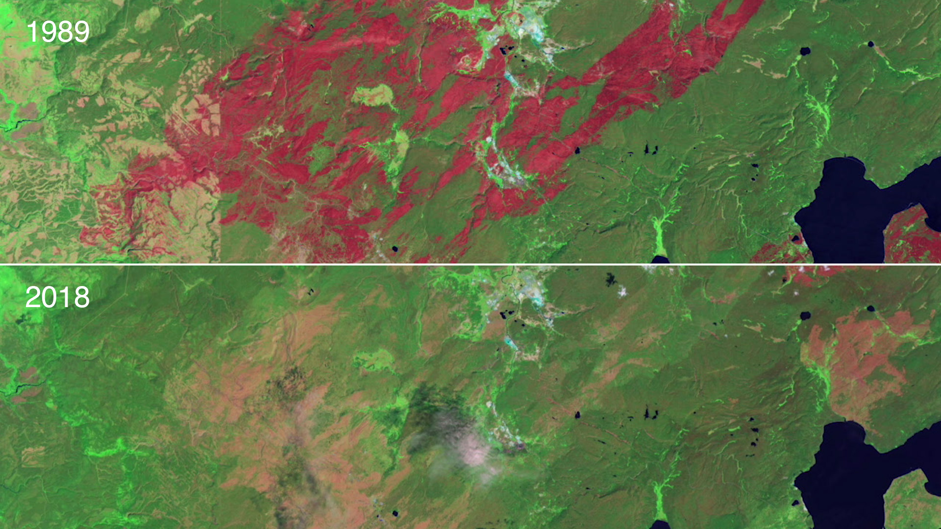 Satellite images reveal a drastic change over the 30 years since the 1988 Yellowstone fires.