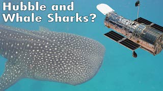 Link to Recent Story entitled: Hubble and Whale Sharks?