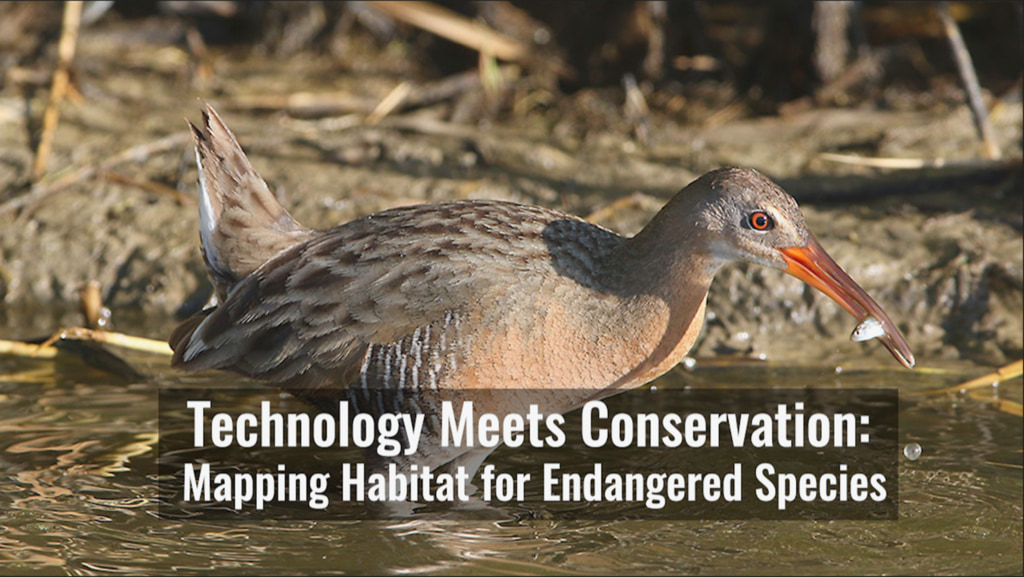 In a constantly changing world, the protection of our planet’s endangered species and ecosystems is a priority for ecologists. Recently, a group of researchers at the University of Idaho have worked to combine their extensive on-the-ground research of the endangered Yuma Ridgway’s rail with Landsat’s vast archive, to create a habitat suitability model that can be used by land managers. By using this model, it gives land managers the tools and data to make decisions of how to best carry out conservation for the Yuma Ridgway’s rail on a year to year basis. With the success of this initial model, it’s hypothesized that this tool will be able to help additional species in the area and others down the road.https://sites.google.com/view/habitatsuitability-yrr/homeComplete transcript available.Music:-Throwing Light, by Paul Werner [BMI], Published by Ingenious Music Publishing Ltd. [PRS]-Into the Atmosphere, by Sam Joseph Delves [PRS], published by Koka Media [SACEM]-Beauty Ritual, by Aurelien Riviere [PRS], published by Koka Media [SACEM]Watch this video on the NASA Goddard YouTube channel.