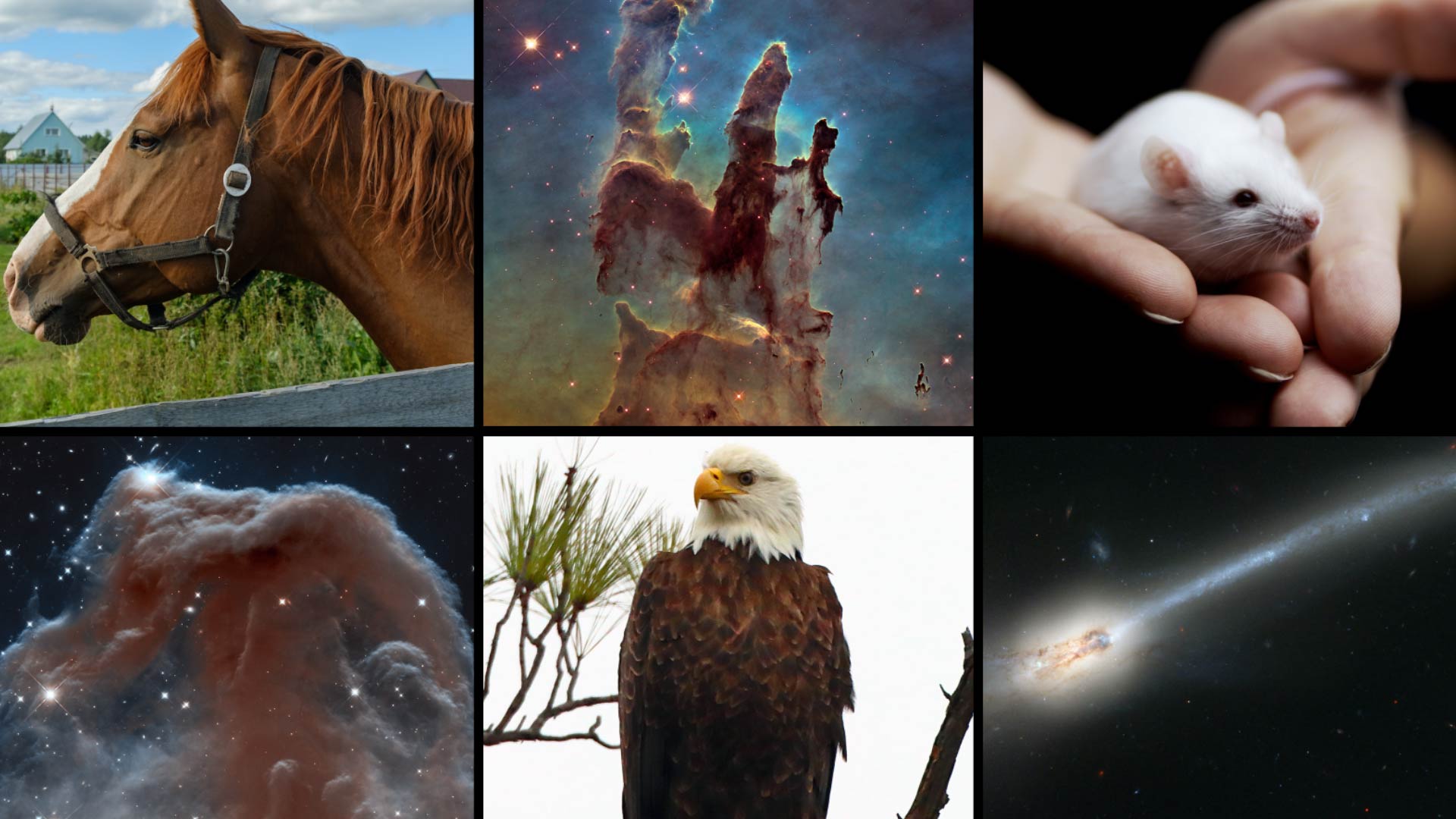 Preview Image for Hubble Celebrates World Wildlife Day