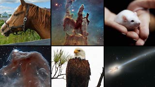 Link to Recent Story entitled: Hubble Celebrates World Wildlife Day