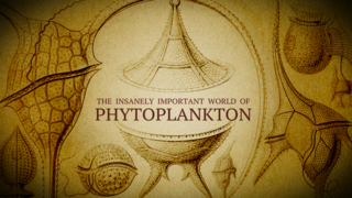 Link to Recent Story entitled: The Insanely Important World of Phytoplankton