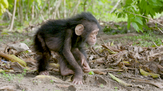 Link to Recent Story entitled: NASA Joins Jane Goodall to Conserve Chimp Habitats